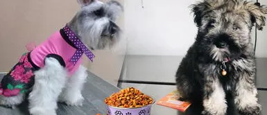 ¿Qué alimentos de humanos son seguros para los perros? ¿Qué alimentos de humanos son seguros para los perros?