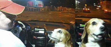 Fiel perro acompaña a su humano taxista mientras trabaja por las noches Fiel perro acompaña a su humano taxista mientras trabaja por las noches