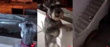 Perro se emociona al ver al 'amor de su vida' y corre tras ella durante cuarentena Perro se emociona al ver al 'amor de su vida' y corre tras ella durante cuarentena