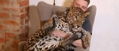 Leopardo se enfermó de tristeza tras renuncia de su cuidador, y el hombre se lo llevó a casa Leopardo se enfermó de tristeza tras renuncia de su cuidador, y el hombre se lo llevó a casa