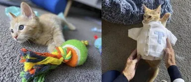 Mujer teje un suéter para el gato de su hija mientras va practicando para sus nietos Mujer teje un suéter para el gato de su hija mientras va practicando para sus nietos