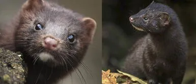 Holanda busca sacarificar a miles de visones para evitar la propagación del coronavirus Holanda busca sacarificar a miles de visones para evitar la propagación del coronavirus