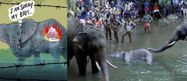 Artistas rinden tributo a elefanta preñada que murió por comer una piña llena de explosivos Artistas rinden tributo a elefanta preñada que murió por comer una piña llena de explosivos