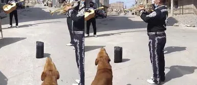 ‘Firulais’ se une a los mariachis y le canta una serenata a su humano por su cumpleaños ‘Firulais’ se une a los mariachis y le canta una serenata a su humano por su cumpleaños