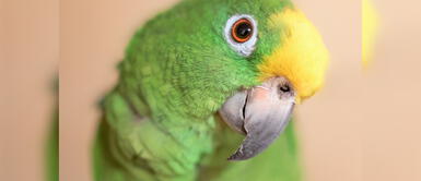 Talentoso lorito se roba cautiva a miles al bailar y cantar huayno para su dueña Talentoso lorito se roba cautiva a miles al bailar y cantar huayno para su dueña