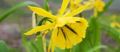 Fiesta de Amancaes: ¿Cómo participar en concurso de dibujo y exposición fotográfica? Fiesta de Amancaes: ¿Cómo participar en concurso de dibujo y exposición fotográfica?