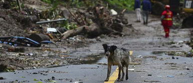 Perro conmueve al buscar desesperadamente a su familia que desapareció en derrumbe Perro conmueve al buscar desesperadamente a su familia que desapareció en derrumbe
