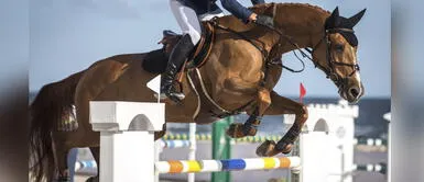 Caballo pierde la vida luego de sufrir graves daños porque su jinete lo dopaba Caballo pierde la vida luego de sufrir graves daños porque su jinete lo dopaba