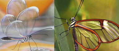 Conoce a la increíble mariposa con alas de cristal que conquista al mundo por su belleza Conoce a la increíble mariposa con alas de cristal que conquista al mundo por su belleza