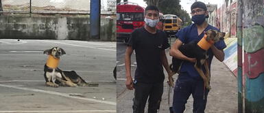 Jóvenes salvan a un indefenso perro que tenía un tubo plástico atascado en el cuello Jóvenes salvan a un indefenso perro que tenía un tubo plástico atascado en el cuello