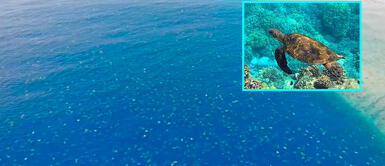 60 mil tortugas marinas enamoran a miles al volver a casa en Australia 60 mil tortugas marinas enamoran a miles al volver a casa en Australia