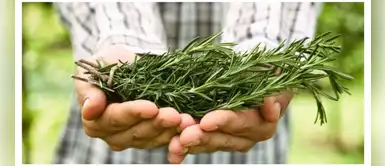 Limpia las malas energías de tu hogar con la ayuda de plantas Limpia las malas energías de tu hogar con la ayuda de plantas