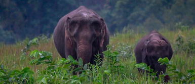 Elefantes y su bebé salen a pasear tras ausencia de humanos por coronavirus en Tailandia Elefantes y su bebé salen a pasear tras ausencia de humanos por coronavirus en Tailandia