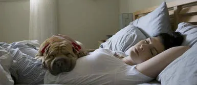 Perros: ¿Es beneficioso o perjudicial dormir con ellos? Perros: ¿Es beneficioso o perjudicial dormir con ellos?