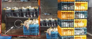 Clausuran avícola insalubre que no cumplía normas de bioseguridad Clausuran avícola insalubre que no cumplía normas de bioseguridad