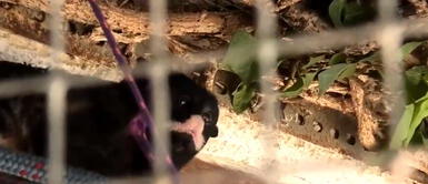 Abandonan a un animal exótico por temor a contagiarse de la COVID-19 Abandonan a un animal exótico por temor a contagiarse de la COVID-19