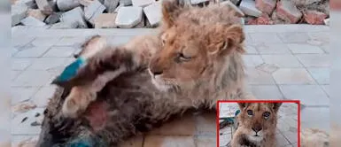 León bebé conmueve tras revelarse que le rompieron sus patas para posar con turistas León bebé conmueve tras revelarse que le rompieron sus patas para posar con turistas