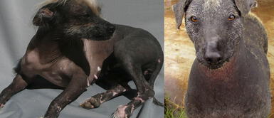 Día del Perro Peruano: Lucas y Ludovico serán agasajados en el parque de las leyendas Día del Perro Peruano: Lucas y Ludovico serán agasajados en el parque de las leyendas