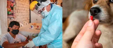 La ivermectina de uso veterinario provocaría daños en la salud de pacientes con COVID-19 La ivermectina de uso veterinario provocaría daños en la salud de pacientes con COVID-19