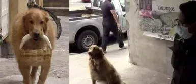 Perrito enamora al salir a comprar la comida para su familia y respetando la distancia social Perrito enamora al salir a comprar la comida para su familia y respetando la distancia social