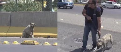 Reportero atraviesa peligrosa autopista para rescatar a una perrita herida Reportero atraviesa peligrosa autopista para rescatar a una perrita herida