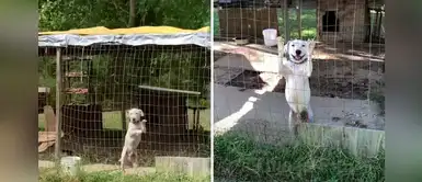 Adorable cachorro pasaba sus días encerrado en una jaula hasta que encontró una familia Adorable cachorro pasaba sus días encerrado en una jaula hasta que encontró una familia