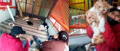 #BuenasNoticias: Ayudan a 20 gatos del Centro Comercial Centro Lima durante cuarentena #BuenasNoticias: Ayudan a 20 gatos del Centro Comercial Centro Lima durante cuarentena