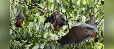 OMS alerta sobre el virus de Nipah, una enfermedad que ya cobró 17 víctimas en la India OMS alerta sobre el virus de Nipah, una enfermedad que ya cobró 17 víctimas en la India