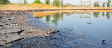 Descubren plantas nativas andinas que ayudan a regenerar suelos contaminados Descubren plantas nativas andinas que ayudan a regenerar suelos contaminados