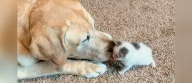 Labrador se convierte en padre tras adoptar a un pequeño gato que encontró en el jardín Labrador se convierte en padre tras adoptar a un pequeño gato que encontró en el jardín