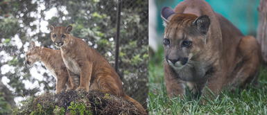 Rescatan a cachorros puma del tráfico ilegal y son trasladados al Parque de las Leyendas Rescatan a cachorros puma del tráfico ilegal y son trasladados al Parque de las Leyendas