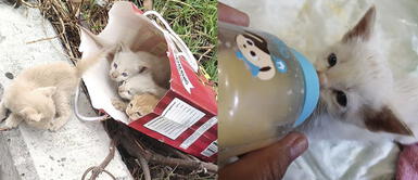 Gatitos fueron abandonados en una bolsa de regalo y noble mujer decidió rescatarlos Gatitos fueron abandonados en una bolsa de regalo y noble mujer decidió rescatarlos