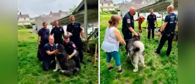 Perrita agradeció con besos y abrazos a grupo de bomberos que la rescató de un agujero Perrita agradeció con besos y abrazos a grupo de bomberos que la rescató de un agujero