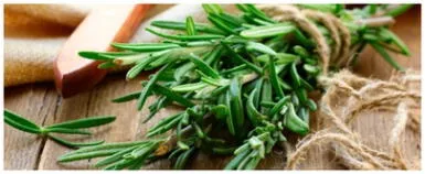 Usos esotéricos del romero para atraer la fidelidad Usos esotéricos del romero para atraer la fidelidad