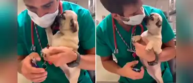 Adorable pug agradece al veterinario que le cortó las uñas con tiernos “lengüetazos” Adorable pug agradece al veterinario que le cortó las uñas con tiernos “lengüetazos”