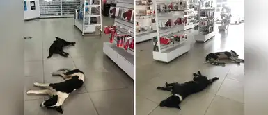 Tienda abre sus puertas a perros sin hogar durante la pandemia: tienen techo y comida Tienda abre sus puertas a perros sin hogar durante la pandemia: tienen techo y comida