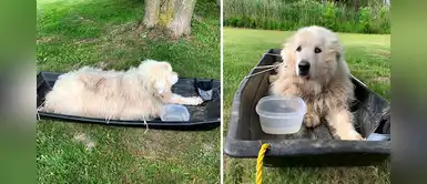 Perro con sobrepeso es abandonado con una desgarradora nota: “Ya no puedo caminar” Perro con sobrepeso es abandonado con una desgarradora nota: “Ya no puedo caminar”