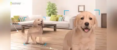 ¿Cómo controlar la depresión de nuestros perros y/o gatos durante la pandemia? ¿Cómo controlar la depresión de nuestros perros y/o gatos durante la pandemia?