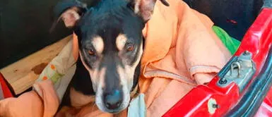 Enfermera que salva a pacientes con coronavirus arriesgó su vida para ayudar a perrita atropellada Enfermera que salva a pacientes con coronavirus arriesgó su vida para ayudar a perrita atropellada