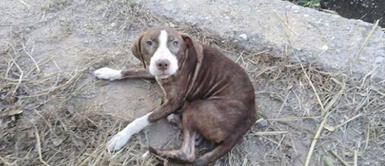 Perrita sin hogar cuidó toda la noche a un anciano con Alzheimer que se había perdido Perrita sin hogar cuidó toda la noche a un anciano con Alzheimer que se había perdido