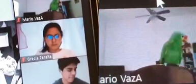 Travieso lorito interrumpe clase virtual de su humano cuando se va al baño y profesora lo expulsa Travieso lorito interrumpe clase virtual de su humano cuando se va al baño y profesora lo expulsa