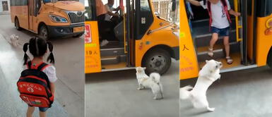 Perro enamora en redes al acompañar a su pequeña dueña a tomar el bus todos los días Perro enamora en redes al acompañar a su pequeña dueña a tomar el bus todos los días