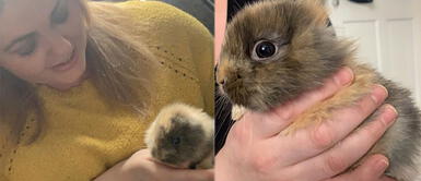 Conejito que nació sin orejas es adoptado y ahora tiene una familia que lo ama Conejito que nació sin orejas es adoptado y ahora tiene una familia que lo ama