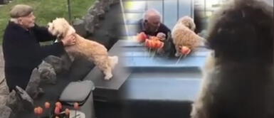 Cachorro 'está enamorado' de anciano que vive al lado y pasa horas en la ventana para verlo Cachorro 'está enamorado' de anciano que vive al lado y pasa horas en la ventana para verlo