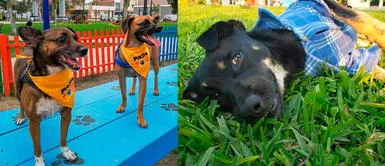 Albergues se unen para recaudar fondos y ayudar a animales rescatados Albergues se unen para recaudar fondos y ayudar a animales rescatados