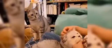 Gato celoso ve a su mamá humana acariciando a otro felino y su reacción cautiva en redes Gato celoso ve a su mamá humana acariciando a otro felino y su reacción cautiva en redes
