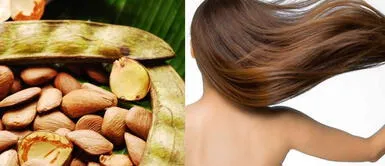 ¿Qué es el aceite de pracaxi y por qué sirve para hidratar y prevenir la caída del pelo? ¿Qué es el aceite de pracaxi y por qué sirve para hidratar y prevenir la caída del pelo?