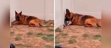 Pastor alemán hace un hoyo para reencontrarse con su “amada vecina” en plena cuarentena Pastor alemán hace un hoyo para reencontrarse con su “amada vecina” en plena cuarentena