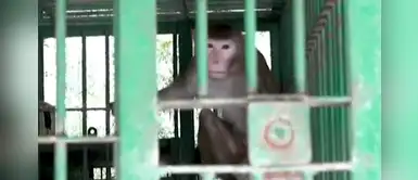 Mono era alcoholizado por su dueño y ahora se convirtió en un animal “muy peligroso” Mono era alcoholizado por su dueño y ahora se convirtió en un animal “muy peligroso”