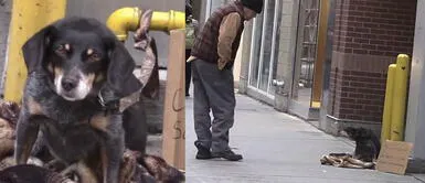 Dejan un perrito “abandonado” para ver quién decide adoptarlo y un mendigo es su salvador Dejan un perrito “abandonado” para ver quién decide adoptarlo y un mendigo es su salvador